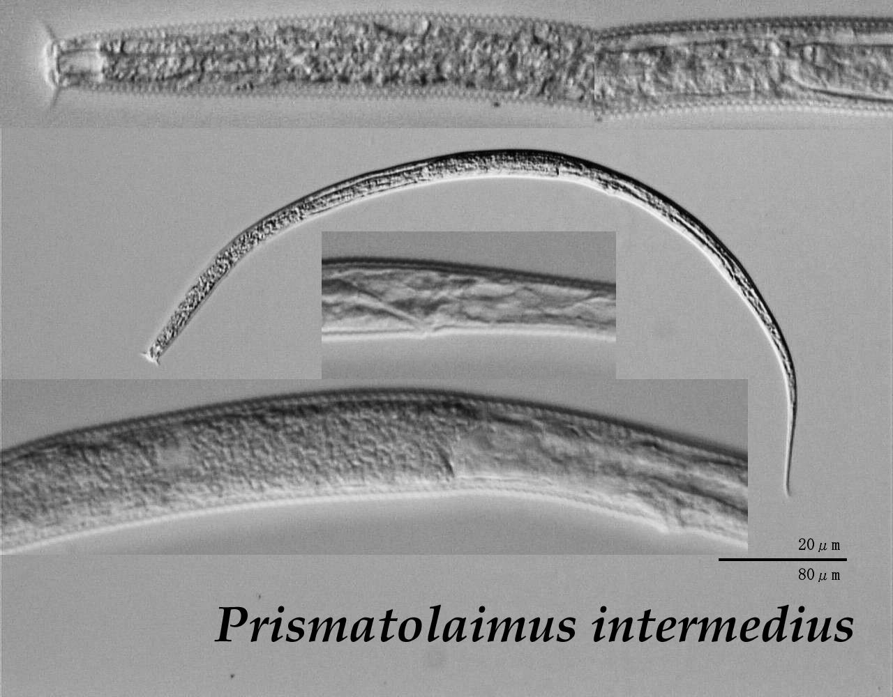 Представитель Семейства Prismatolaimidae